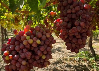 انطلاق موسم قطاف العنب في لواء عرجان.. وإنتاج يبشر بمحصول مميز