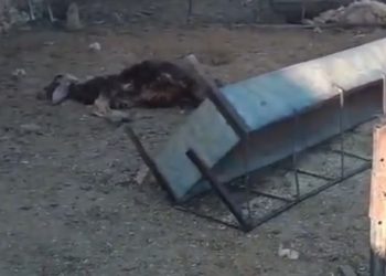 كلاب ضالة تهاجم حظيرة أغنام في بلعما