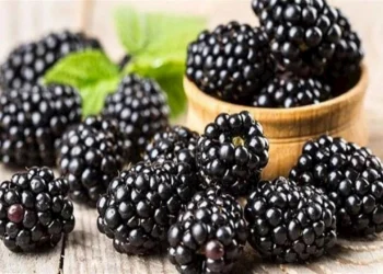 المزار الشمالي ..تجربة متميزة في زراعة فاكهة التنين والتوت الأسود