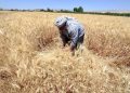 وزير الزراعة: رفع مخصصات شراء الحبوب المحلية يعزز الأمن الغذائي