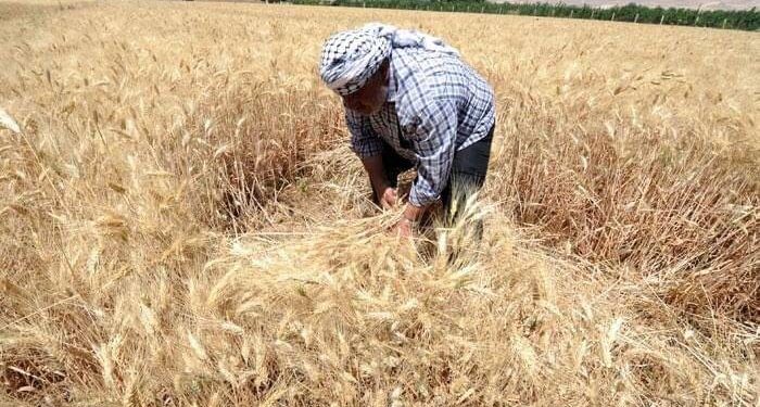 وزير الزراعة: رفع مخصصات شراء الحبوب المحلية يعزز الأمن الغذائي