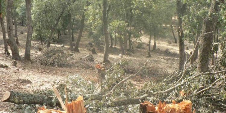 ضبط قضية نوعية للاعتداء على أشجار حرجية معمرة بعجلون