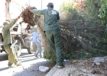 الأمانة: إزالة الاشجار حل أخير .. وسيعاد زرعها بمواقع اخرى