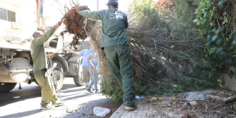 الأمانة: إزالة الاشجار حل أخير .. وسيعاد زرعها بمواقع اخرى