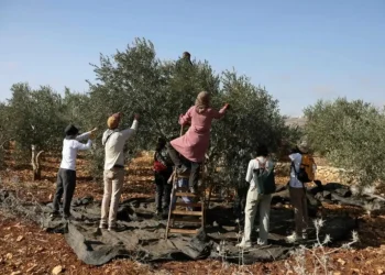 إسرائيل تمنع الفلسطينيين من حصاد محاصيلهم في أراضٍ بالضفة