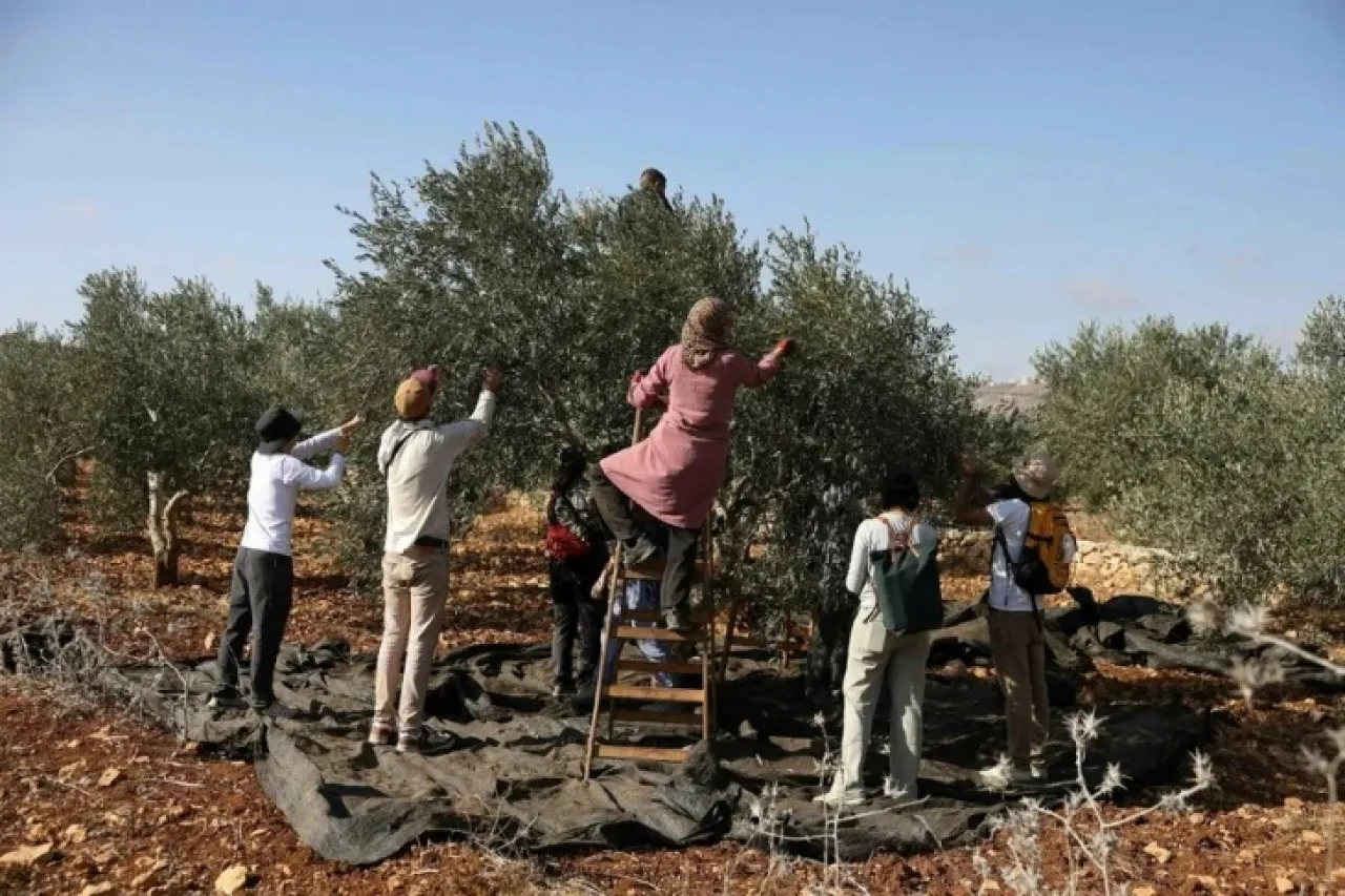 إسرائيل تمنع الفلسطينيين من حصاد محاصيلهم في أراضٍ بالضفة