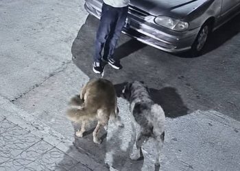 القبض على شخص سمح عمدا لكلبين بحوزته بنهش إحدى القطط