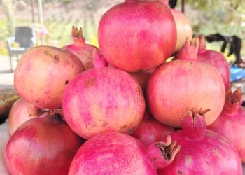 بدء التسجيل للمشاركة في مهرجان الرمان