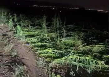 اضرار كبيرة تلحق بالقطاع الزراعي في الاغوار الشمالية بسبب العاصفة المطرية