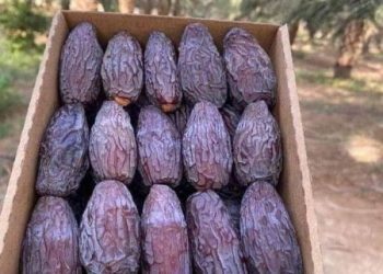 حداد : نحو 65% من إنتاج التمور في الأردن يُصدّر
