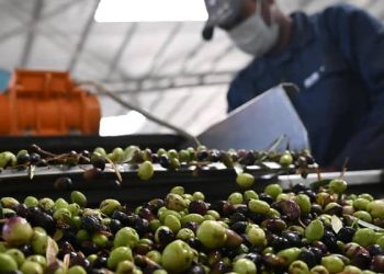 الأمطار تبشر بزيادة إنتاج زيت الزيتون في لواءي الوسطية والكورة