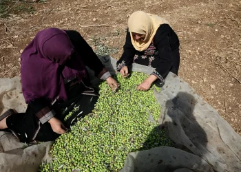 المعاصر : تباطؤ انطلاقة موسم الزيتون لانخفاض نسبة الزيت بالثمار