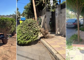البيئة النيابية تناقش اجراءات أمانة عمان في إزالة الأشجار من الأرصفة