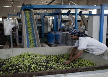 48 معصرة زيتون تستكمل تراخيص التشغيل في إربد