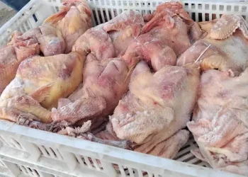 ضبط 35 كيلوغراماً من الدجاج غير الصالح للاستهلاك في الكرك